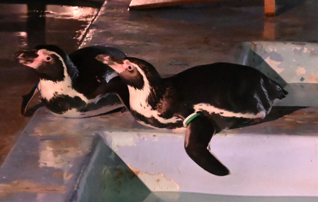 フンボルトペンギン 写真提供:横浜市立金沢動物園